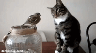 gentle cat with bird.gif