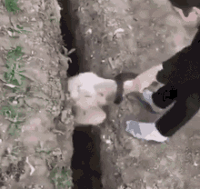 1701053999386.gif