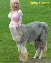 Dolly Llama.jpg