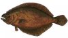 Fluke.jpg