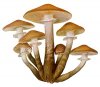 Honey%20Mushroom%20or%20Oak%20Fungus%20Armillaria%20Mellea%20Edible%20ng-52.jpg