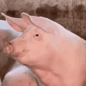 pig-what.gif