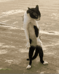 1707349574450.gif