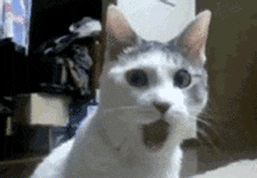 1707360256255.gif