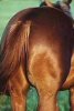 horsesrear.jpg