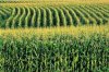 corn%20field.jpg