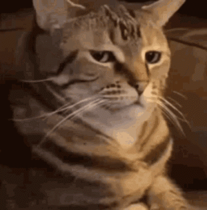 spam-cat.gif
