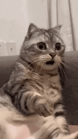 1710197694179.gif