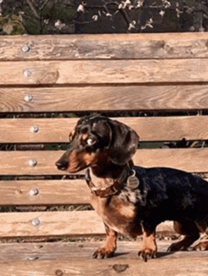 20240323_194144.gif