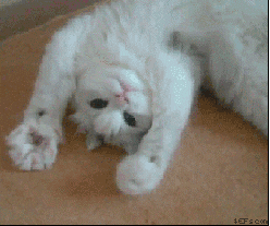 1711300703973.gif