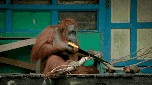 ed0e30fc48d743b54506bca9eccf1aae.gif