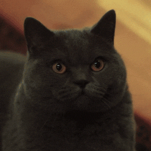 1711502232360.gif
