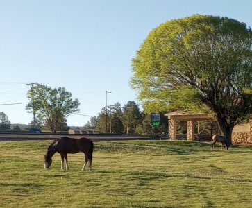 Horse & Elk.jpg