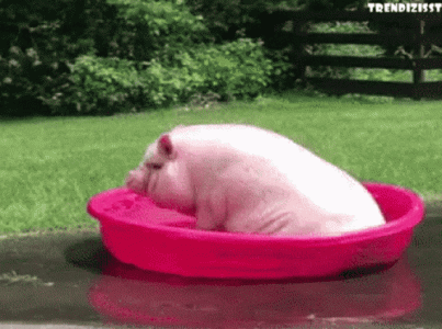 bath-pig.gif