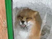 foxtongue.gif