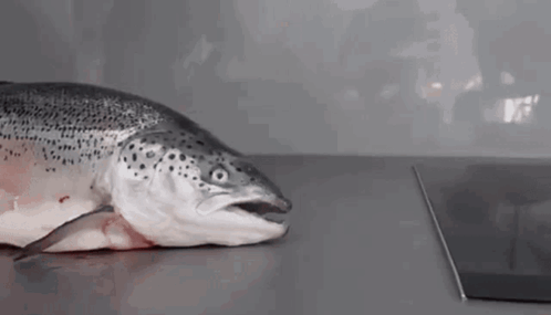 1717071339315.gif