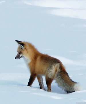 fox22.gif
