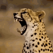 yawning cheetah.gif