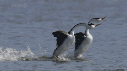 1719770360575.gif