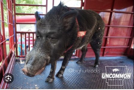 Arkie pig crying.jpeg