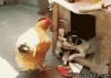chicken little.gif