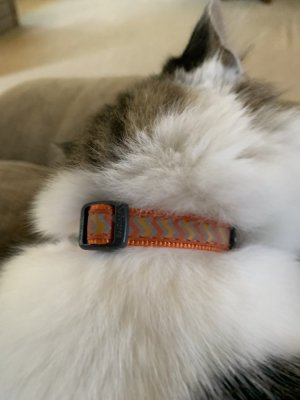 IMG_4403.jpeg