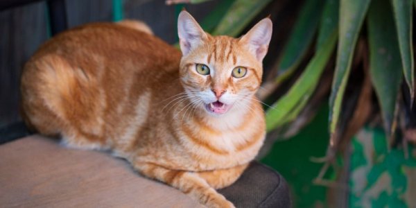 cat-with-allergy-orange-cat-compressed.jpg