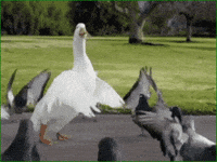 A32A4906-E4A3-4F5F-AD76-8E5F299BF6BD.gif