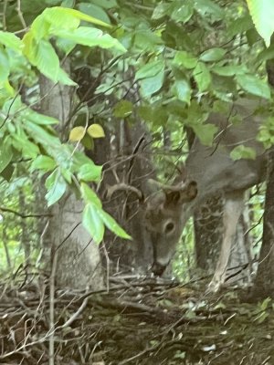 IMG_0374.jpeg