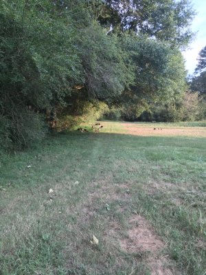 IMG_0233.jpeg