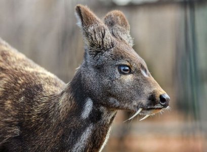 Siberian-musk-deer-Moschus-Moschiferus-tusks.jpg