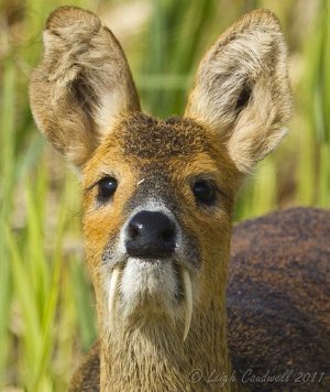 Profile_-_White-Bellied_Musk_Deer_(Male).jpg