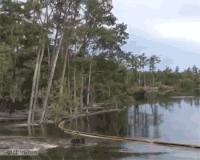 IMG_5593.gif