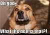 D2047_funny-dog-pictures-oh-god-what-the-hell-is-that.jpg