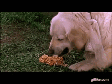 dog-vomiting-spaghetti.gif