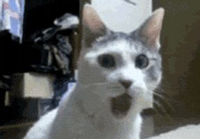 1730514650430.gif