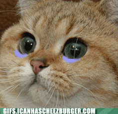 you-make-kitty-cry.gif