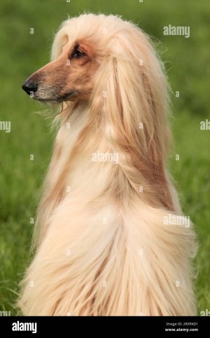 golden-afghan-hound-portrait-of-face-side-after-grooming-2RXPAD1.jpg