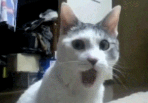 1735343171089.gif