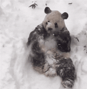 1736525003845.gif