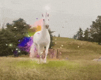 IMG_6135.gif