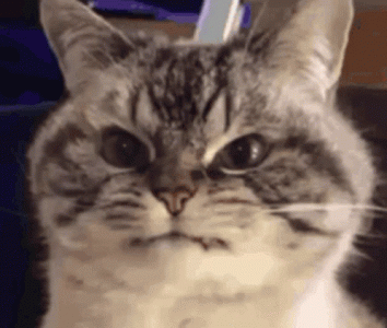 1736893289201.gif