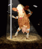 ShowLetter.gif