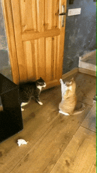 IMG_6312.gif
