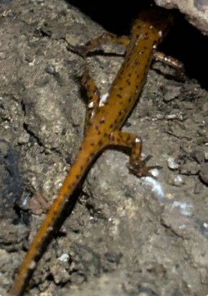 IMG_6372.jpeg