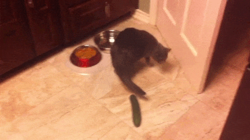 cat-vs-cucumber4-1330011040.gif
