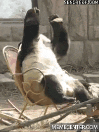 giphy (8).gif
