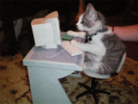IMG_8231.gif