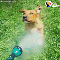 IMG_8234.gif