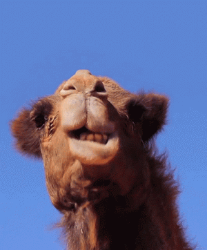 1743127212868.gif